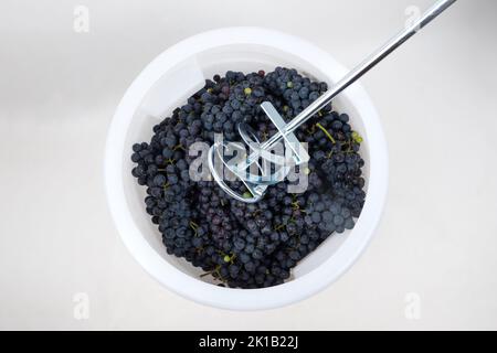 Mixer Crush frische Trauben in einem Behälter, den Prozess der Herstellung von Rotwein. Stockfoto