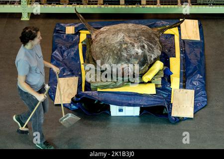 Leiden, Niederlande. 17. September 2022. 2022-09-17 09:47:39 LEIDEN - Ein gefrorener Mondfisch, der 400 Kilogramm im Naturalis Naturmuseum wiegt. Das fast 2 Meter lange und 184 Zentimeter hohe Tier wurde im letzten Winter auf Ameland an Land gespült. Am Samstag wurde unter den wachsamen Augen der Besucher der Prozess der Einrichtung gestartet. ANP SANDER KONING netherlands Out - belgium Out Credit: ANP/Alamy Live News Stockfoto