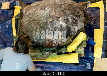 Leiden, Niederlande. 17. September 2022. 2022-09-17 09:49:20 LEIDEN - Ein gefrorener Mondfisch, der 400 Kilogramm im Naturalis Naturmuseum wiegt. Das fast 2 Meter lange und 184 Zentimeter hohe Tier wurde im letzten Winter auf Ameland an Land gespült. Am Samstag wurde unter den wachsamen Augen der Besucher der Prozess der Einrichtung gestartet. ANP SANDER KONING netherlands Out - belgium Out Credit: ANP/Alamy Live News Stockfoto