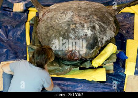 Leiden, Niederlande. 17. September 2022. 2022-09-17 09:49:18 LEIDEN - Ein gefrorener Mondfisch, der 400 Kilogramm im Naturalis Naturmuseum wiegt. Das fast 2 Meter lange und 184 Zentimeter hohe Tier wurde im letzten Winter auf Ameland an Land gespült. Am Samstag wurde unter den wachsamen Augen der Besucher der Prozess der Einrichtung gestartet. ANP SANDER KONING netherlands Out - belgium Out Credit: ANP/Alamy Live News Stockfoto