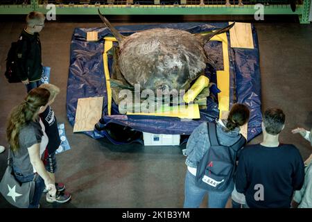 Leiden, Niederlande. 17. September 2022. 2022-09-17 10:04:48 LEIDEN - Ein gefrorener Mondfisch, der 400 Kilogramm im Naturalis Naturmuseum wiegt. Das fast 2 Meter lange und 184 Zentimeter hohe Tier wurde im letzten Winter auf Ameland an Land gespült. Am Samstag wurde unter den wachsamen Augen der Besucher der Prozess der Einrichtung gestartet. ANP SANDER KONING netherlands Out - belgium Out Credit: ANP/Alamy Live News Stockfoto