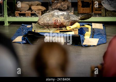 Leiden, Niederlande. 17. September 2022. 2022-09-17 10:35:55 LEIDEN - Ein gefrorener Mondfisch, der 400 Kilogramm im Naturalis Naturmuseum wiegt. Das fast 2 Meter lange und 184 Zentimeter hohe Tier wurde im letzten Winter auf Ameland an Land gespült. Am Samstag wurde unter den wachsamen Augen der Besucher der Prozess der Einrichtung gestartet. ANP SANDER KONING netherlands Out - belgium Out Credit: ANP/Alamy Live News Stockfoto