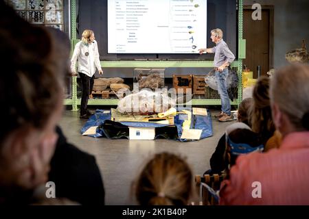 Leiden, Niederlande. 17. September 2022. 2022-09-17 10:33:40 LEIDEN - Ein gefrorener Mondfisch, der 400 Kilogramm im Naturalis Naturmuseum wiegt. Das fast 2 Meter lange und 184 Zentimeter hohe Tier wurde im letzten Winter auf Ameland an Land gespült. Am Samstag wurde unter den wachsamen Augen der Besucher der Prozess der Einrichtung gestartet. ANP SANDER KONING netherlands Out - belgium Out Credit: ANP/Alamy Live News Stockfoto