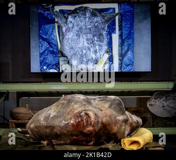 Leiden, Niederlande. 17. September 2022. 2022-09-17 09:41:33 LEIDEN - Ein gefrorener Mondfisch, der 400 Kilogramm im Naturalis Naturmuseum wiegt. Das fast 2 Meter lange und 184 Zentimeter hohe Tier wurde im letzten Winter auf Ameland an Land gespült. Am Samstag wurde unter den wachsamen Augen der Besucher der Prozess der Einrichtung gestartet. ANP SANDER KONING netherlands Out - belgium Out Credit: ANP/Alamy Live News Stockfoto