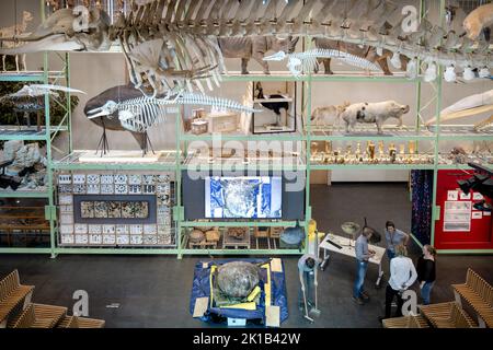 Leiden, Niederlande. 17. September 2022. 2022-09-17 09:46:47 LEIDEN - Ein gefrorener Mondfisch, der 400 Kilogramm im Naturalis Naturmuseum wiegt. Das fast 2 Meter lange und 184 Zentimeter hohe Tier wurde im letzten Winter auf Ameland an Land gespült. Am Samstag wurde unter den wachsamen Augen der Besucher der Prozess der Einrichtung gestartet. ANP SANDER KONING netherlands Out - belgium Out Credit: ANP/Alamy Live News Stockfoto