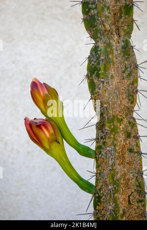 Cereus hildmannianus (Cereus alacriportanus Pfeiff.) Kaktus mit Blüten, Pflanze in der Familie Cactaceae, Region: Brasilien, Paraguay. Stockfoto