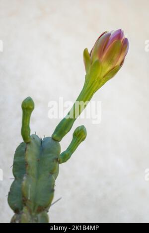 Cereus hildmannianus (Cereus alacriportanus Pfeiff.) Kaktus mit Blüten, Pflanze in der Familie Cactaceae, Region: Brasilien, Paraguay. Stockfoto