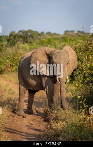 Afrikanischer Buschelefant steht auf sandigen Spuren Stockfoto