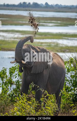 Afrikanischer Buschelefant wirft Sand über den Kopf Stockfoto