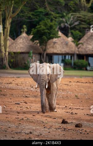 Junger afrikanischer Buschelefant geht in Richtung Kamera Stockfoto