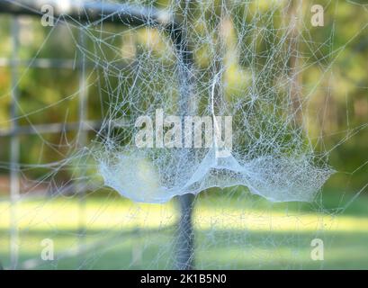 Kompliziertes Detail eines zarten Spinnennetzes, das mit frühmorgendlichen Tautropfen bedeckt ist, die wie Perlenketten aussehen. Stockfoto