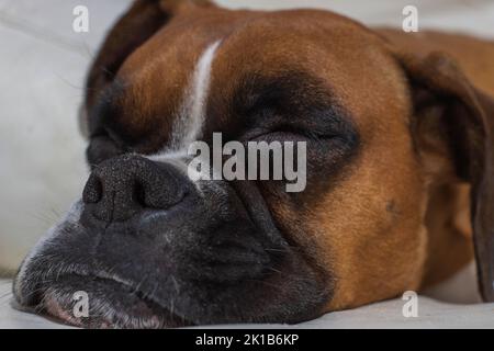 Boxerhund schläft auf dem Sofa. Stockfoto