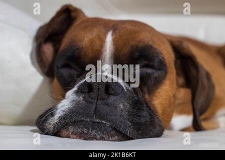 Boxerhund schläft auf dem Sofa. Stockfoto