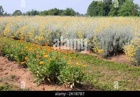 Industrieller Anbau von Helichrysum und Ringelblumen zur Herstellung von Medikamenten oder aromatischen Pflanzen Stockfoto