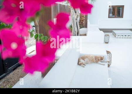 Schwarze und orangefarbene Katze auf einer weißen Bank Stockfoto