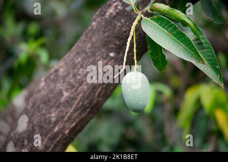 Grüne unreife Mangos hängen an Bäumen und zeigen den dichten Dschungel dieser exotischen süßen Frucht, die in Indien wächst Stockfoto