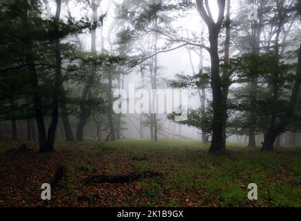 Nebliger Herbstwald nach Regen Stockfoto