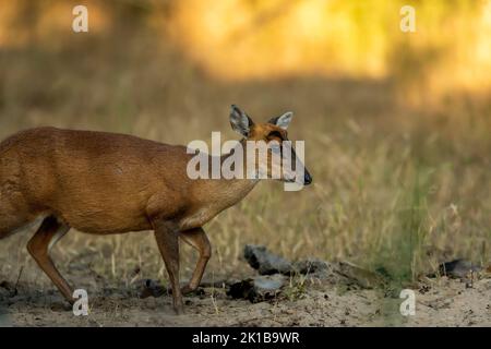 Seitenprofil von bellenden Hirschen oder Muntjac oder indischen Muntjac oder roten Muntjac oder Muntiacus Muntjak Portrait ein Geweih während Outdoor Dschungel Wildlife Safari Stockfoto