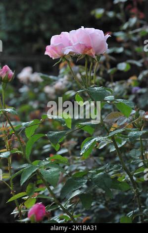 Sharifa Asma David Austin Shurb stieg. Blassrosa altmodische englische Rose. Makroaufnahme oder Rosenblüten. Hochzeitsblumen. Stockfoto