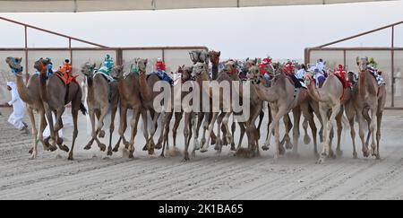 Kuwait, Kuwait. 17. September 2022. Kamele nehmen am Kamelrennen in Jahra Governorate, Kuwait, 17. September 2022 Teil. Das Kamelrennen ist eine der Aktivitäten der lokalen Sportsaison, die am Samstagmorgen im Gouvernement Jahra begann. Quelle: Asad/Xinhua/Alamy Live News Stockfoto