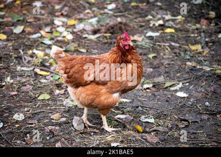 Drei leuchtend rosa Rosen, aufrecht, auf Stielen mit grünen Blättern. Stockfoto