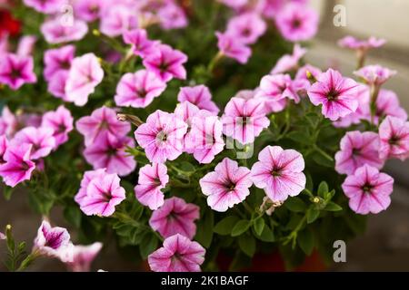 Im Sommer wachsen im Garten in Töpfen rosa Petunia-Blüten Stockfoto