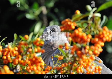 Nahaufnahme oder Makroaufnahme Baby Wood Taube oder Squab, an einem sonnigen Tag Pyramicantha oder Firethorn Beeren essen und einschlafen. Schlafende Babytaube aus Holz. Stockfoto