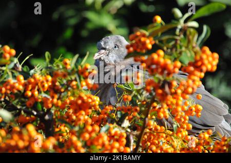 Nahaufnahme oder Makroaufnahme Baby Wood Taube oder Squab, an einem sonnigen Tag Pyramicantha oder Firethorn Beeren essen und einschlafen. Schlafende Babytaube aus Holz. Stockfoto