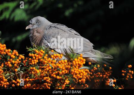 Nahaufnahme oder Makroaufnahme Baby Wood Taube oder Squab, an einem sonnigen Tag Pyramicantha oder Firethorn Beeren essen und einschlafen. Schlafende Babytaube aus Holz. Stockfoto