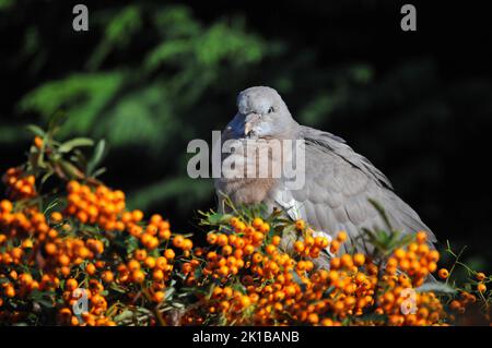 Nahaufnahme oder Makroaufnahme Baby Wood Taube oder Squab, an einem sonnigen Tag Pyramicantha oder Firethorn Beeren essen und einschlafen. Schlafende Babytaube aus Holz. Stockfoto