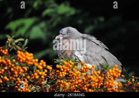 Nahaufnahme oder Makroaufnahme Baby Wood Taube oder Squab, an einem sonnigen Tag Pyramicantha oder Firethorn Beeren essen und einschlafen. Schlafende Babytaube aus Holz. Stockfoto