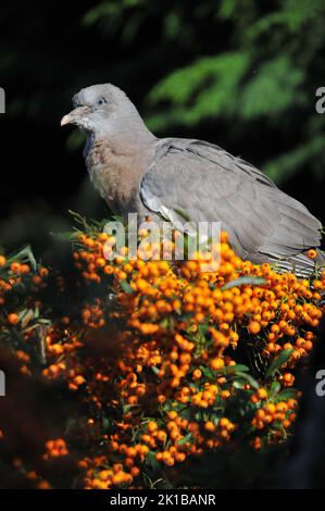 Nahaufnahme oder Makroaufnahme Baby Wood Taube oder Squab, an einem sonnigen Tag Pyramicantha oder Firethorn Beeren essen und einschlafen. Schlafende Babytaube aus Holz. Stockfoto