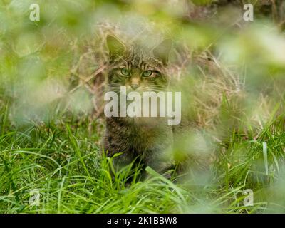 Eine schottische Wildkatze in Gefangenschaft - Teil des Zucht- und Wiedereinführungsprogramms im Aigas Center in Schottland Stockfoto