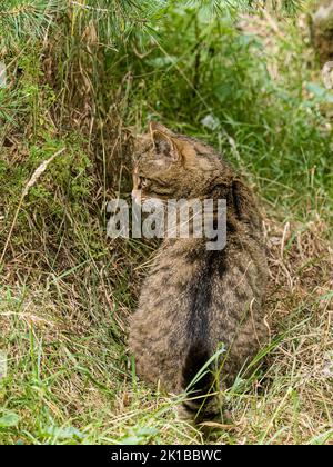 Eine schottische Wildkatze in Gefangenschaft - Teil des Zucht- und Wiedereinführungsprogramms im Aigas Center in Schottland Stockfoto