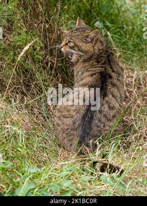 Eine schottische Wildkatze in Gefangenschaft - Teil des Zucht- und Wiedereinführungsprogramms im Aigas Center in Schottland Stockfoto