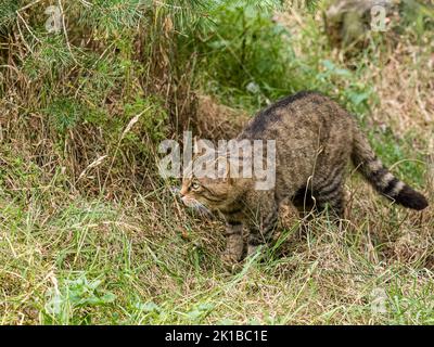 Eine schottische Wildkatze in Gefangenschaft - Teil des Zucht- und Wiedereinführungsprogramms im Aigas Center in Schottland Stockfoto