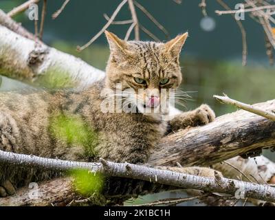 Eine schottische Wildkatze in Gefangenschaft - Teil des Zucht- und Wiedereinführungsprogramms im Aigas Center in Schottland Stockfoto