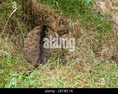 Eine schottische Wildkatze in Gefangenschaft - Teil des Zucht- und Wiedereinführungsprogramms im Aigas Center in Schottland Stockfoto