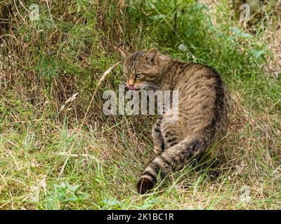 Eine schottische Wildkatze in Gefangenschaft - Teil des Zucht- und Wiedereinführungsprogramms im Aigas Center in Schottland Stockfoto