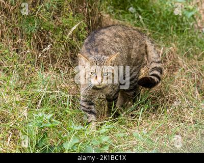 Eine schottische Wildkatze in Gefangenschaft - Teil des Zucht- und Wiedereinführungsprogramms im Aigas Center in Schottland Stockfoto