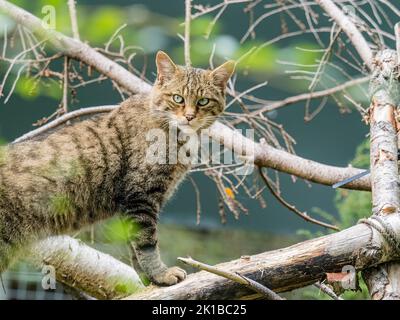 Eine schottische Wildkatze in Gefangenschaft - Teil des Zucht- und Wiedereinführungsprogramms im Aigas Center in Schottland Stockfoto