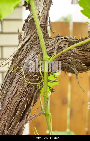 Grapevine mit Baby Trauben und Blumen - Blüte der Reben mit kleinen Beeren. Junge Grüne Traube Niederlassungen auf dem Weinberg im Frühling. Stockfoto