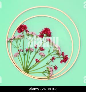 Baldrian Kräuter Blume Pflanze Hintergrund kreisförmige Grenze Zusammensetzung Blumen können verwendet werden, um Parfüm zu machen. Minimal Border Nature-Studie. Auf Pastellgrün. Stockfoto