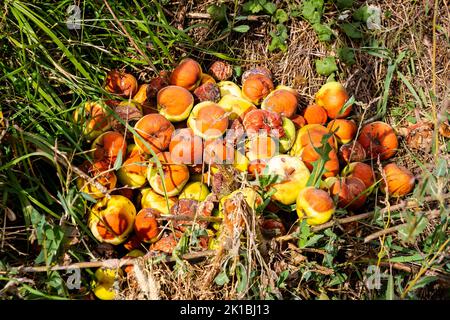 Haufen verfaulter Äpfel auf dem Gras Stockfoto