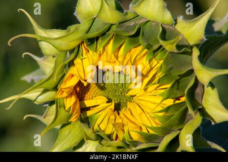 Nahaufnahme einer jungen Sonnenblumenblume. Stockfoto