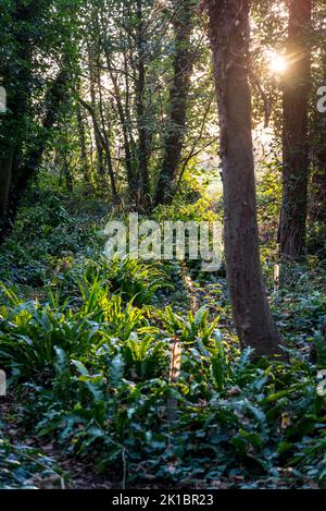 Plantage - ein Baumpark in Goring-by-Sea und Verbindung mit Ilex Way, West Sussex, England, Großbritannien Stockfoto