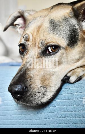 Eine vertikale Nahaufnahme eines entzückenden Hundegesichts Stockfoto