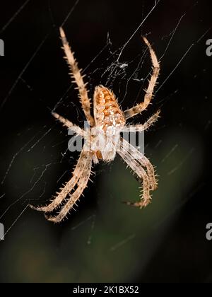 Eine Gartenspinne, die im Spinnennetz sitzt Stockfoto