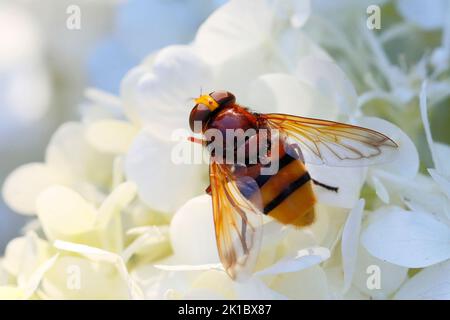 Ein Hornit überfliegt die Blüte einer weißen Hortensien Stockfoto