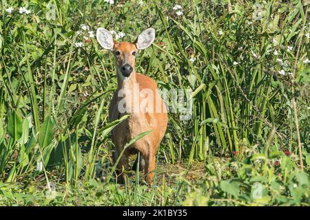 marschhirsch, Blactocerus dichotomus, alleinerwachsendes Weibchen, das in der Vegetation steht, Pantanal, Brasilien Stockfoto